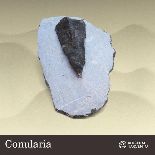 Conularia